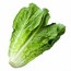 Lettuce