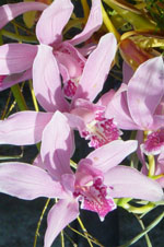orchid