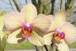 orchid