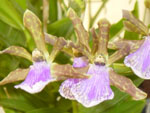 orchid