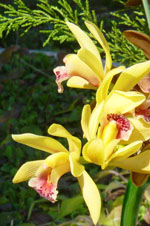 orchid