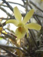 orchid