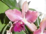 orchid
