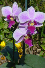 orchid